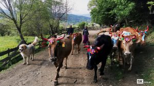 ადიგენის სოფელ დერცელში ძროხების სილამაზის კონკურსში “პეპელამ” გაიმარჯვა