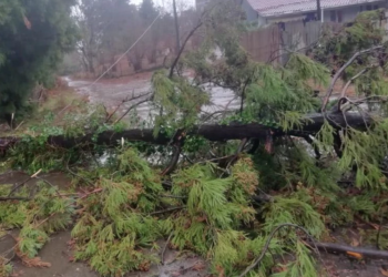 “წაიქცა 25 ხე, 54 სახლს სახურავი დაუზიანდა, ფიქსირდება მეწყერული პროცესები” – ქობულეთში სტიქიამ პრობლემები შექმნა