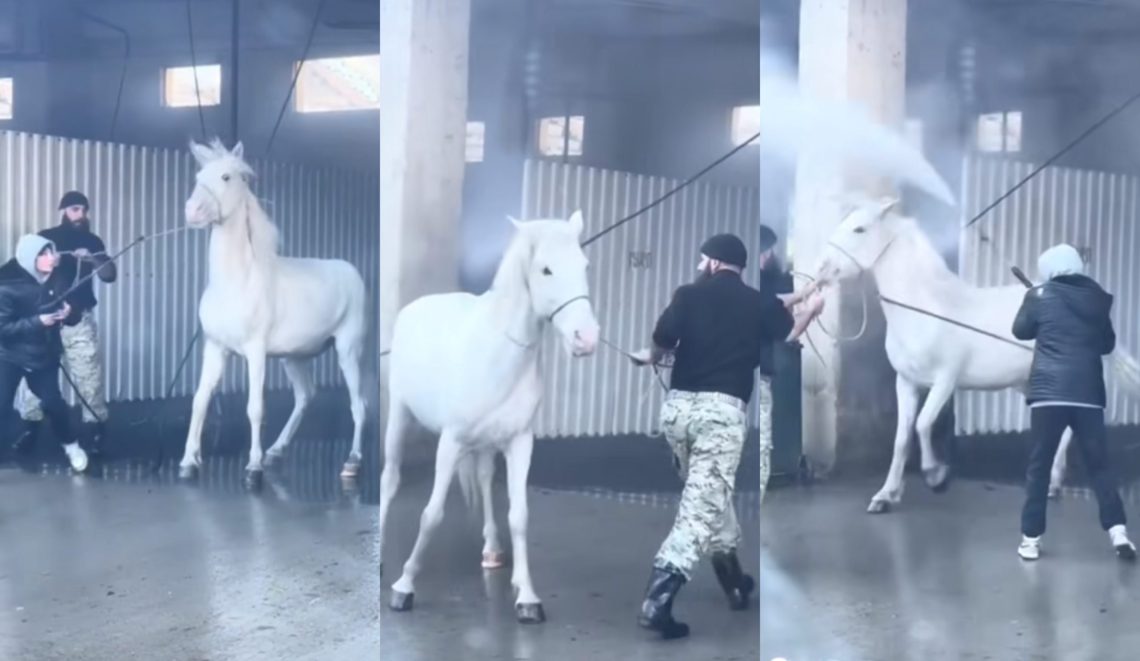 მოქალაქის საქმე, რომელიც ავტოსამრეცხაოზე წყლის ძლიერი ჭავლით ცხენს აბანავებდა, სასამართლოს გადაეცემა