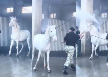 მოქალაქის საქმე, რომელიც ავტოსამრეცხაოზე წყლის ძლიერი ჭავლით ცხენს აბანავებდა, სასამართლოს გადაეცემა