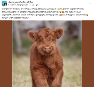 "თბილისი მოლის მოპირდაპირედ ხბო ვის გაგექცათ? გიჟივით გადმოირბინა" - რა ინფორმაცია ვრცელდება სოც. ქსელში