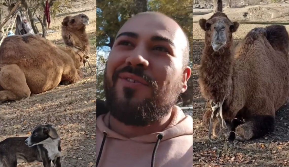 🎥 “აგერ, წითელ ხიდთან, აქლემია” – ვიდეო ნახვების რეკორდს ხსნის