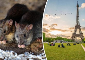 “ვირთხებით სავსე ქალაქი” – რატომ არის პარიზი სავსე მღრღნელი მავნებლებით