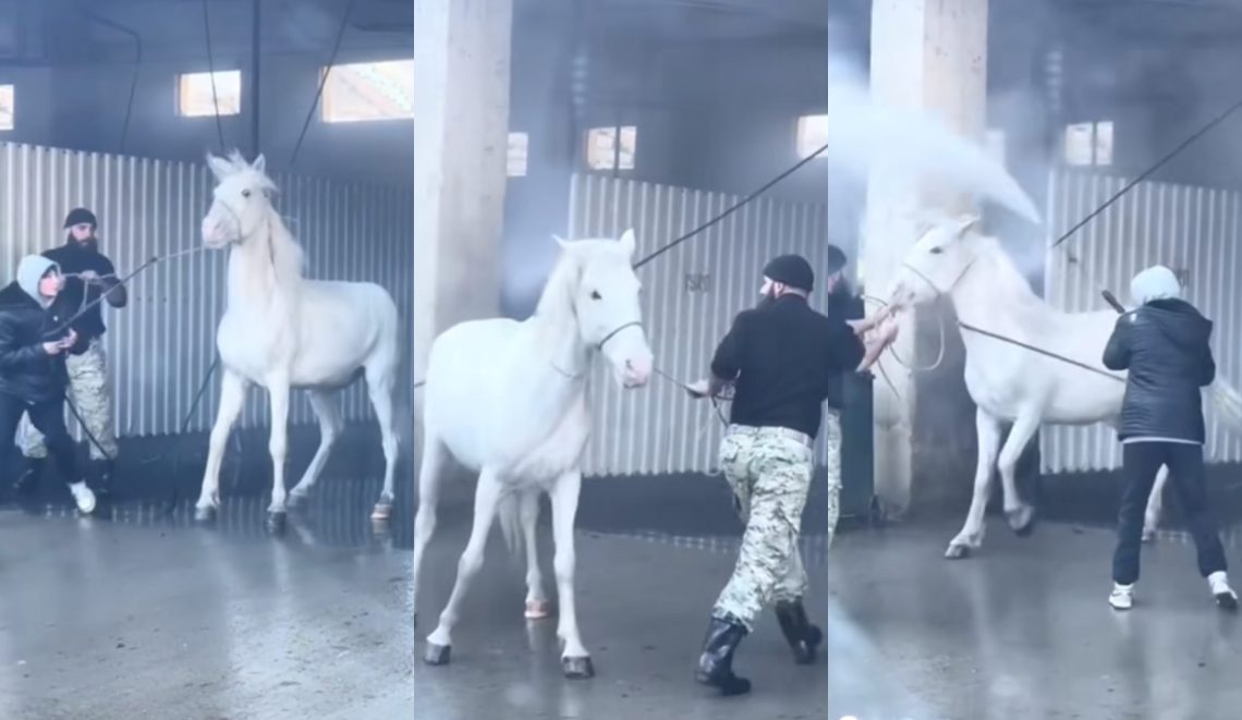 🎥 “ავტომობილების სამრეცხაოში ცხენს კერხერით აბანავებენ” – შემაშფოთებელი კადრები  სოც. ქსელს იპყრობს