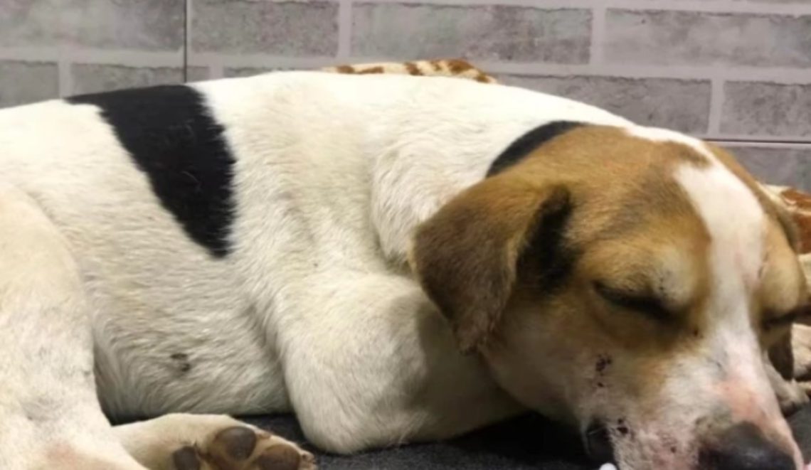 “ვინც ელოდებით ჩვენი ბიჭის ამბავს” – როგორია მძიმედ დაშავებული ძაღლის ჯანმრთელობის მდგომარეობა, რომელსაც მთელი საქართველო გულშემატკივრობდა