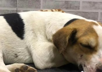 “ვინც ელოდებით ჩვენი ბიჭის ამბავს” – როგორია მძიმედ დაშავებული ძაღლის ჯანმრთელობის მდგომარეობა, რომელსაც მთელი საქართველო გულშემატკივრობდა