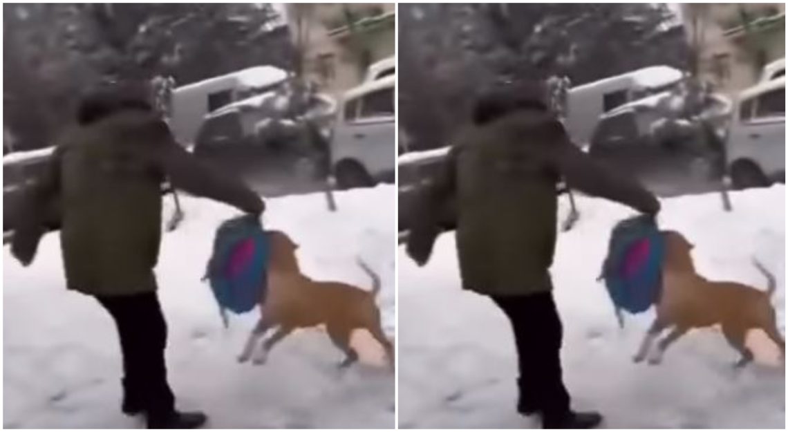 🎥„ჩემი შვილის სკოლის ჭიშკარი, შეშინებული მშობლები და ბავშვები“ – სკოლის შესასვლელთან პიტბულის ჯიშის ძაღლი ბავშვს თავს დაესხა