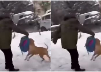 🎥„ჩემი შვილის სკოლის ჭიშკარი, შეშინებული მშობლები და ბავშვები“ – სკოლის შესასვლელთან პიტბულის ჯიშის ძაღლი ბავშვს თავს დაესხა