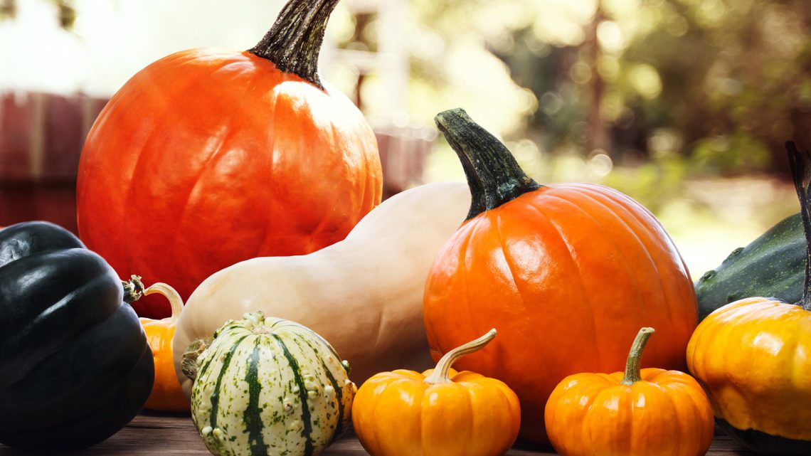 გოგრის კიდევ ერთი სარგებელი – ნახეთ რას უწყობს ხელს მისი ჭამა