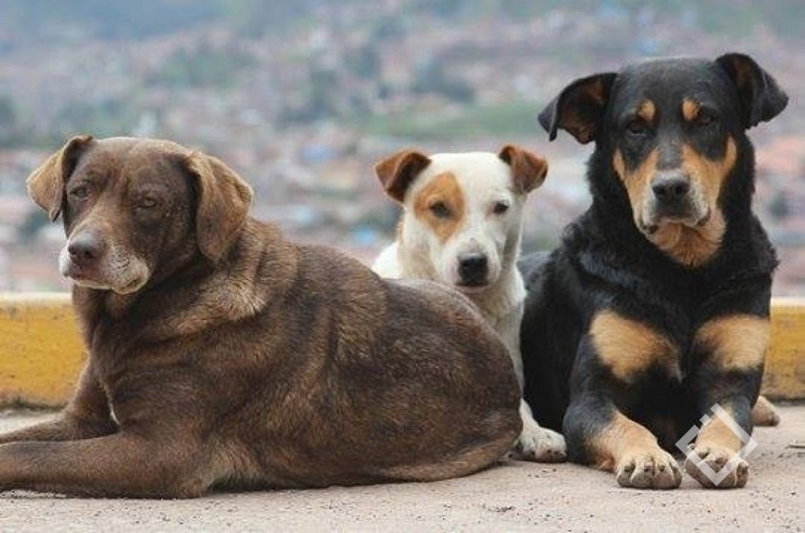 როგორ მოვაგვაროთ მიუსაფარი ძაღლების პრობლემა