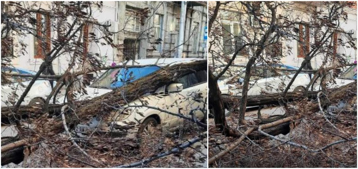 📷ძლიერი ქარის შედეგად ხე მოტყდა და მანქანას დაეცა