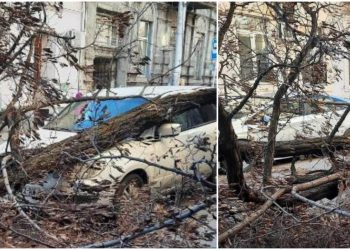 📷ძლიერი ქარის შედეგად ხე მოტყდა და მანქანას დაეცა