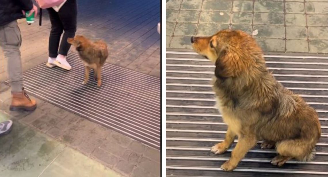 🎥 “ყველა ემზადება ახალი წლისთვის, ეს კი შესასვლელში ელოდება თუ ვინმე საკვებს მისცემს” – ემოციური ვიდეო აგატირებთ