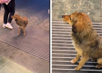 🎥 “ყველა ემზადება ახალი წლისთვის, ეს კი შესასვლელში ელოდება თუ ვინმე საკვებს მისცემს” – ემოციური ვიდეო აგატირებთ