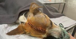 „ნევროლოგებმა გასინჯეს ჩვენი ბიჭი, გადარჩენის შანსები 20%-ით გაზრდილია“ – როგორია ბაღდათში მძიმედ დაშავებული ძაღლის ჯანმრთელობის მდგომარეობა