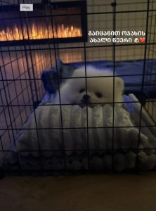 "გაიცანით, ოჯახის ახალი წევრი“ - რას წერს თათია შარანგია