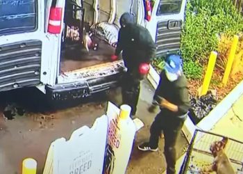  ცხოველთა მაღაზიიდან 12 ფრანგული ბულდოგი მოიპარეს