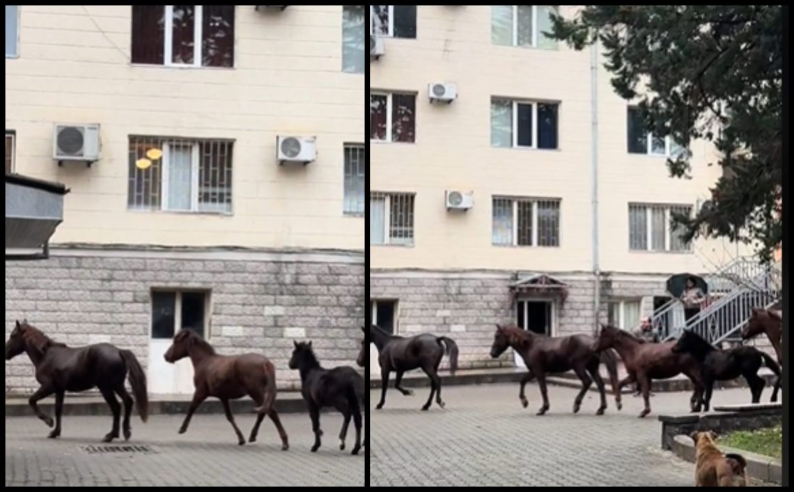 🎥 “ცხენები აკაკი წერეთლის სახელმწიფო უნივერსიტეტში” – კადრები სოციალურ ქსელს იპყრობს