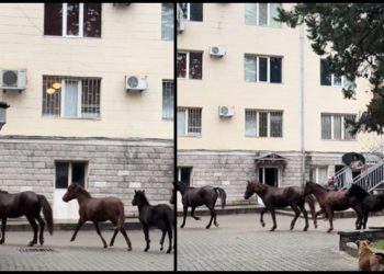 🎥 “ცხენები აკაკი წერეთლის სახელმწიფო უნივერსიტეტში” – კადრები სოციალურ ქსელს იპყრობს