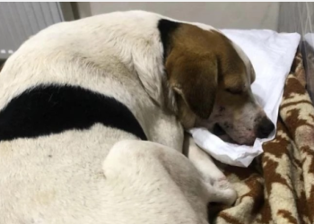 “გული გაუჩერდა“ – კლინიკა ექსპერტიზის პასუხს ელოდება