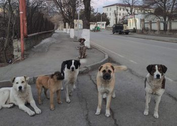 როგორ გავიგოთ მიუსაფარი ძაღლი აცრილია თუ არა და რას ნიშნავს საყურე ნიშნები