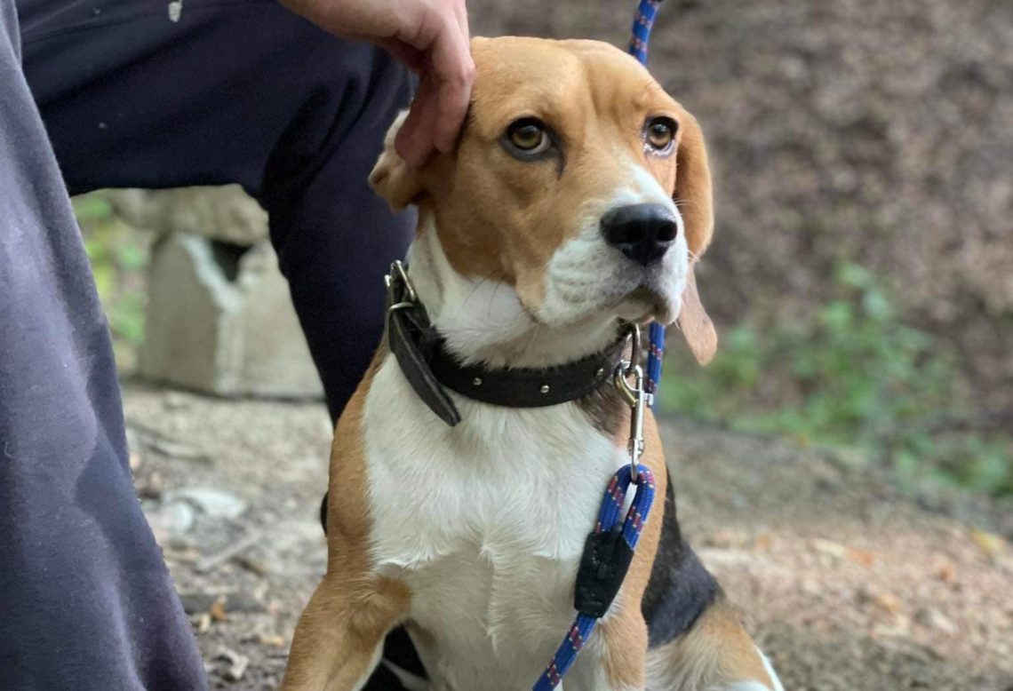 „მპოვნელი 1000 ლარს მიიღებს! მთელი გულით გთხოვთ, გააზიარეთ…“ – სოციალური ქსელის მომხმარებელი საზოგადოებას თხოვნით მიმართავს