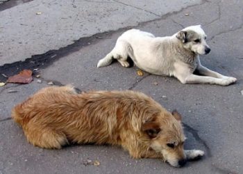 თბილისში ორი მიუსაფარი ძაღლი დაჭრეს