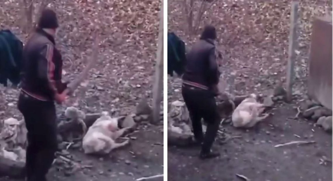 🎥”მოახდინეთ რეაგირება” – ვიდეო ინტერნეტსივრცეს ვირუსულად მოედო