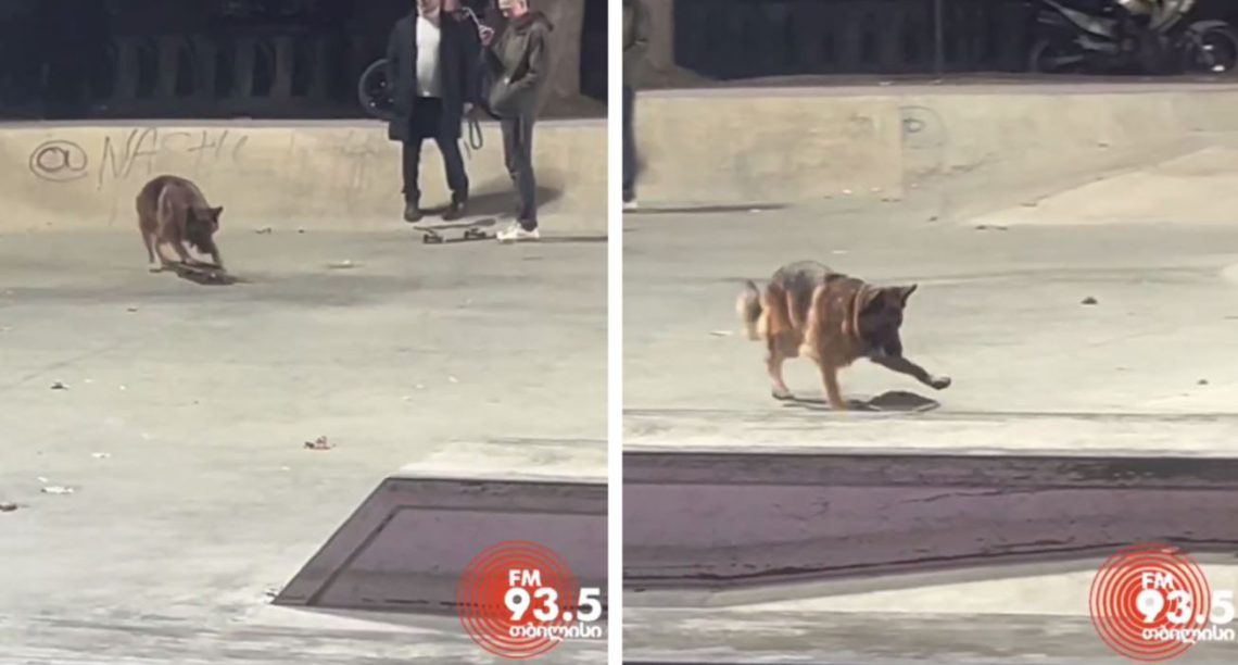 🎥”უსაყვარლესი ცუგა დედაენის ბაღში სკეიდზე სეირნობს”- ვიდეომ ნახვების რეკორდი მოხსნა