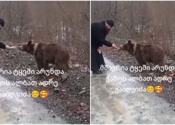 🎥”მშიერია,  ტყეში არ უნდა ჭამოს, ალბათ, ადრე გაიღვიძა” – სასულიერო პირმა დათვს საკუთარი ხელით  აჭამა