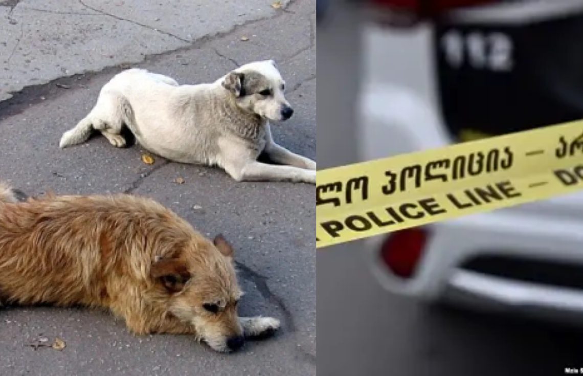 “რკინის ისრით არის დაჭრილი, ე.წ. არბალეტით არის ნასროლი” – ახალი დეტალები თბილისში დაჭრილ მიუსაფარ ძაღლებზე