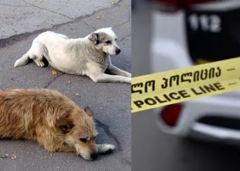 “რკინის ისრით არის დაჭრილი, ე.წ. არბალეტით არის ნასროლი” – ახალი დეტალები თბილისში დაჭრილ მიუსაფარ ძაღლებზე