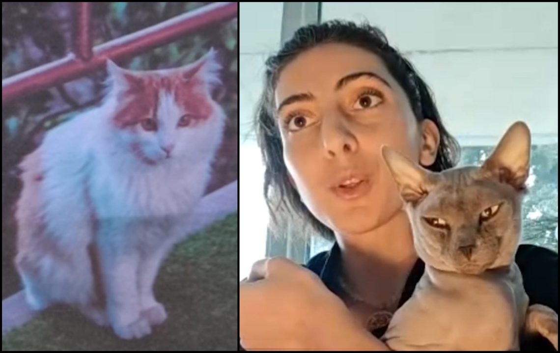 🎥 ,,ღმერთის კატაა“ – ახალგაზრდა გოგო გორელებს კატის პოვნაში დახმარებას სთხოვს