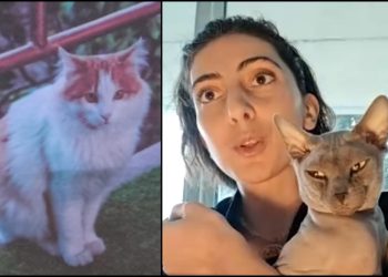 🎥 ,,ღმერთის კატაა“ – ახალგაზრდა გოგო გორელებს კატის პოვნაში დახმარებას სთხოვს