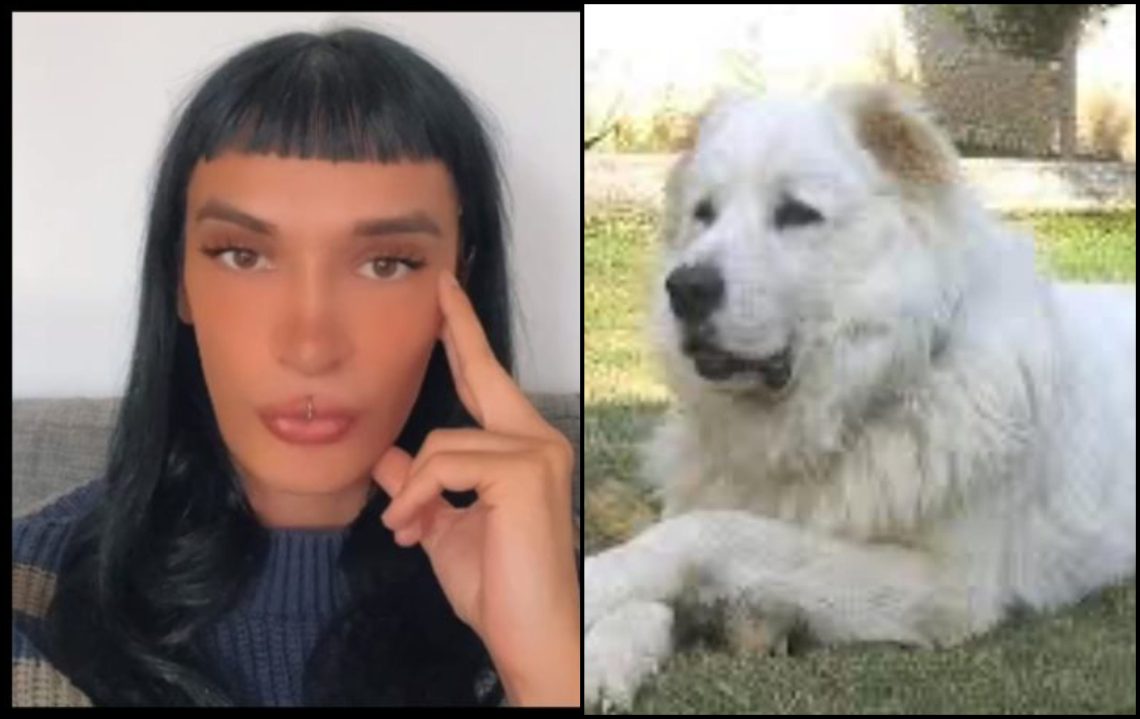 “წარმოგიდგენიათ რამდენად უყვარდა მისი პატრონი, რომ არც კი დაუღრენია…” – ქრისტი ლაბაძე მარნეულში ძაღლზე ძალადობის ფაქტს ეხმაურება