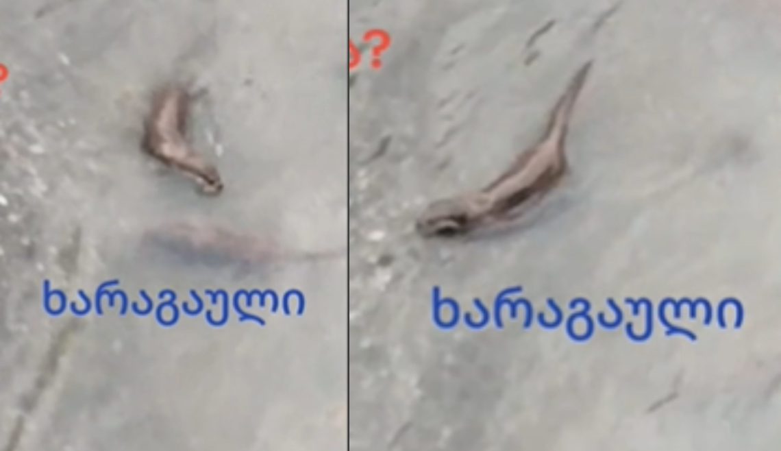 🎥 “წავები ხარაგაულში” – რა კადრები ვრცელდება სოციალურ ქსელში