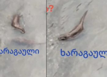 🎥 “წავები ხარაგაულში” – რა კადრები ვრცელდება სოციალურ ქსელში