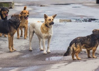 “კლინიკაშიც კი არ გადააყვანინა შემსწრე ხალხს! ძაღლი წამებით და ტკივილებით მოკვდა” – დიდუბეში ავტომობილი ძაღლს დაეჯახა