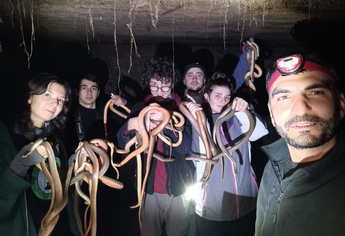 ქარელში, ერთ ეზოში, 138 გველი იპოვეს