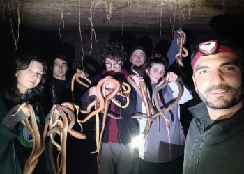 ქარელში, ერთ ეზოში, 138 გველი იპოვეს