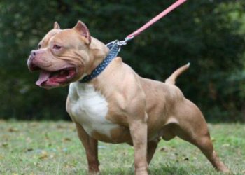 იმ ჯიშის ძაღლების დადგენილი ნორმების დარღვევით გამრავლება, რომლებიც მომეტებული რისკის კატეგორიაში შედიან, სანქციებს გამოიწვევს – ჯარიმები 30 ჯიშის ძაღლის გამრავლებას ეხება