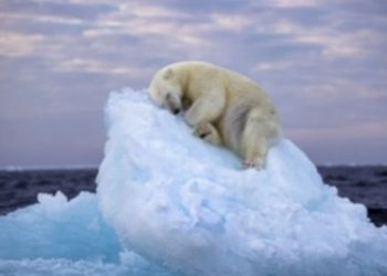 აისბერგზე ჩაძინებული პოლარული დათვის ფოტო საერთაშორისო კონკურსის გამარჯვებული გახდა