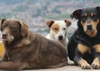 ცხოველის მიტოვება ფიზიკური პირის 3000 ლარით, ხოლო მეპატრონე იურიდიული პირის 5000 ლარით დაჯარიმებას გამოიწვევს – ჯარიმები შემოდის ვაქცინაციის და სხვა სამკურნალო ღონისძიებების ჩატარების ვალდებულების დარღვევაზეც