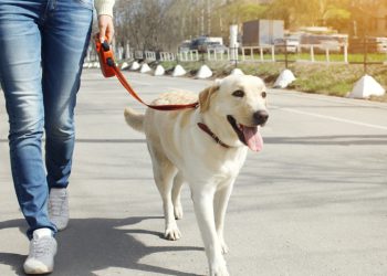 ძაღლისა და კატის სკოლებში, უნივერსიტეტებში, მაღაზიებში, აფთიაქებსა და საავადმყოფოებში შეყვანა იკრძალება – დაჯარიმებას იწვევს მეტროთი, ავტობუსითა და საბაგიროთი შინაური ცხოველის საბელის გარეშე გადაყვანაც