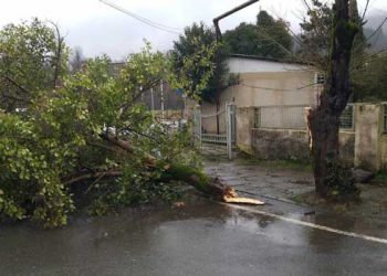 სკოლის სახურავი დაზიანდა, ბაღს ხე დაეცა- სტიქიის შედეგები ჩოხატაურში