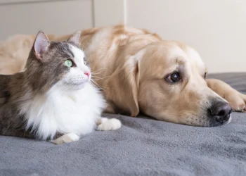 საცხოვრებელ კორპუსში 3-ზე მეტი შინაური ცხოველის ყოლა მხოლოდ მეზობლების თანხმობის საფუძველზე იქნება დასაშვები