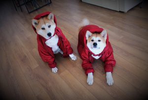 "ეს არის მარაზმი. ანუ მე, 2 ძაღლი და 2 კატა რომ მყავს სახლში, რა უნდა ვქნა, ერთ-ერთი მათგანი ქუჩაში გავაგდო თუ მონიტორინგის სამსახურს დასაძინებლად გავატანო"? - რას წერს ეკა ლომიძე