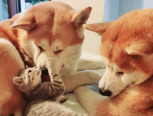 "ეს არის მარაზმი. ანუ მე, 2 ძაღლი და 2 კატა რომ მყავს სახლში, რა უნდა ვქნა, ერთ-ერთი მათგანი ქუჩაში გავაგდო თუ მონიტორინგის სამსახურს დასაძინებლად გავატანო"? - რას წერს ეკა ლომიძე