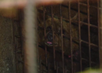 ღია ჭრილობები აქვს, ძალიან შეშინებულია, ადამიანის დანახვაზე ცდილობს დაიმალოს – გურიელიძე იფნარადან ზოოპარკში გადაყვანილ დათვზე