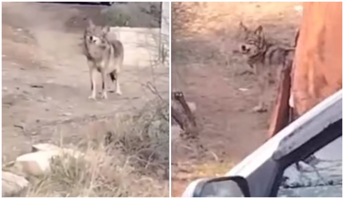 🎥ლოტკინზე მგელი დაიჭირეს – საგანგაშო კადრები თბილისიდან